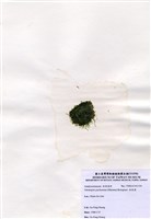藏品(指枝藻)的圖片